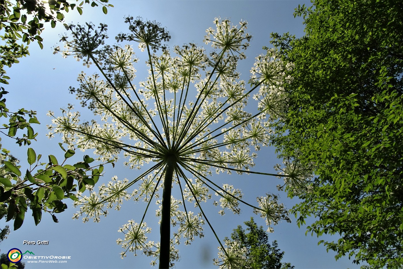 54 Raggera verso il cielo.JPG